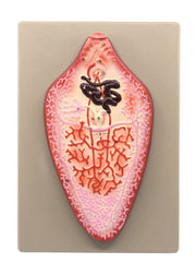 Hand-Painted Liver Fluke Worm Anatomical Model with Numbered Structures, 10 x 7 inch