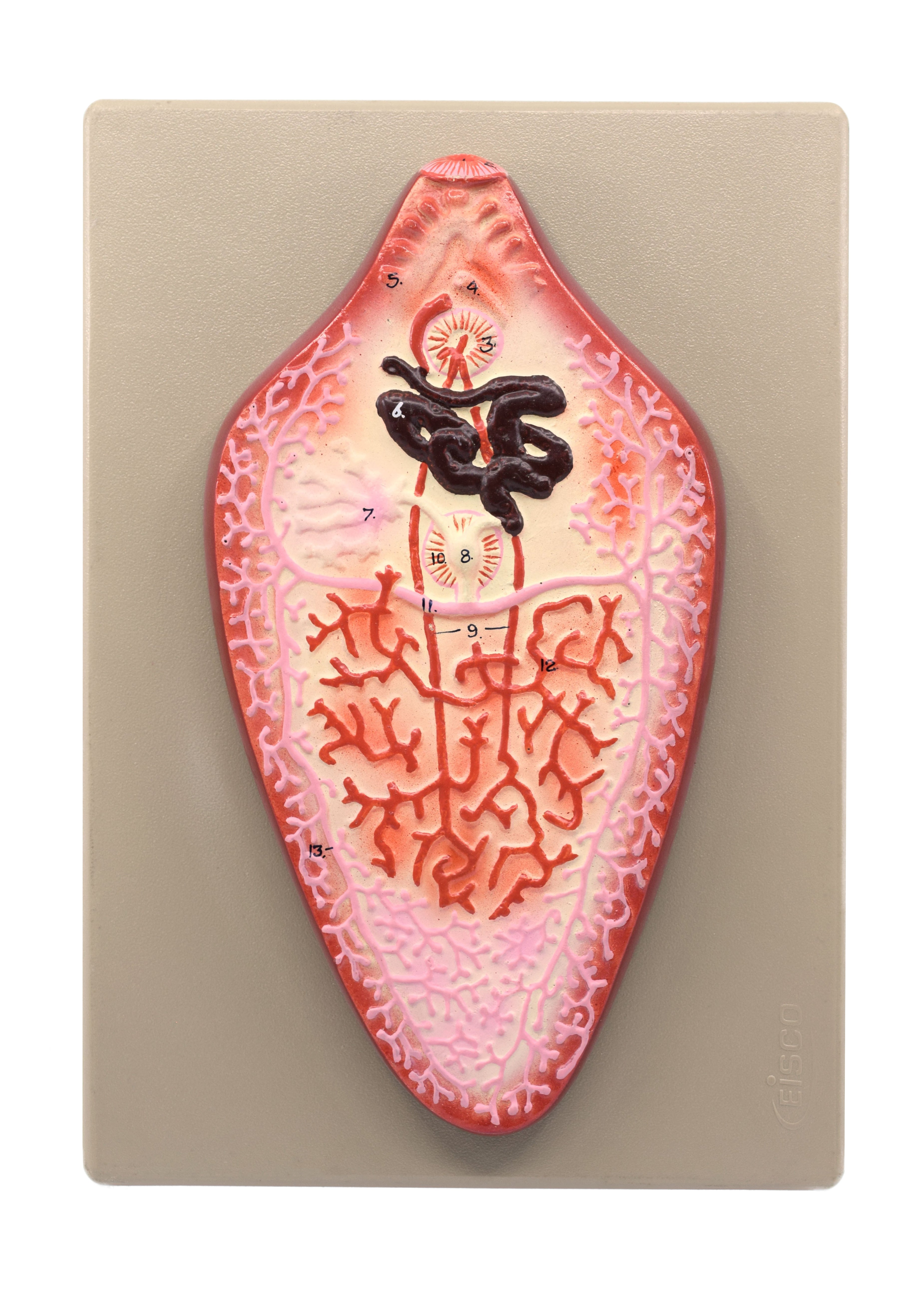 Hand-Painted Liver Fluke Worm Anatomical Model with Numbered Structures, 10 x 7 inch