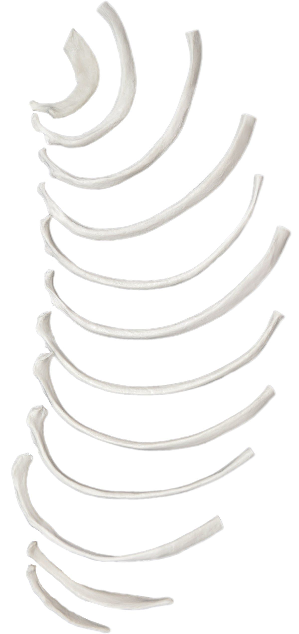 Skeletal Rib Dna 12-Piece Disarticulated Human Rib Bone Set, Right – The Lab Stockroom