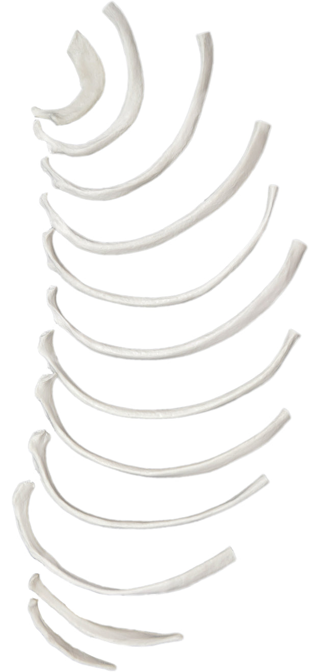12-Piece Disarticulated Human Rib Bone Set, Right – The Lab Stockroom