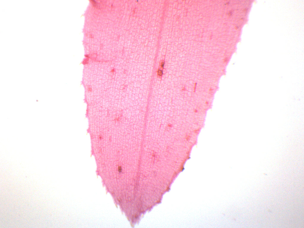 Elodea Submerged Leaf Prepared Microscope Slide