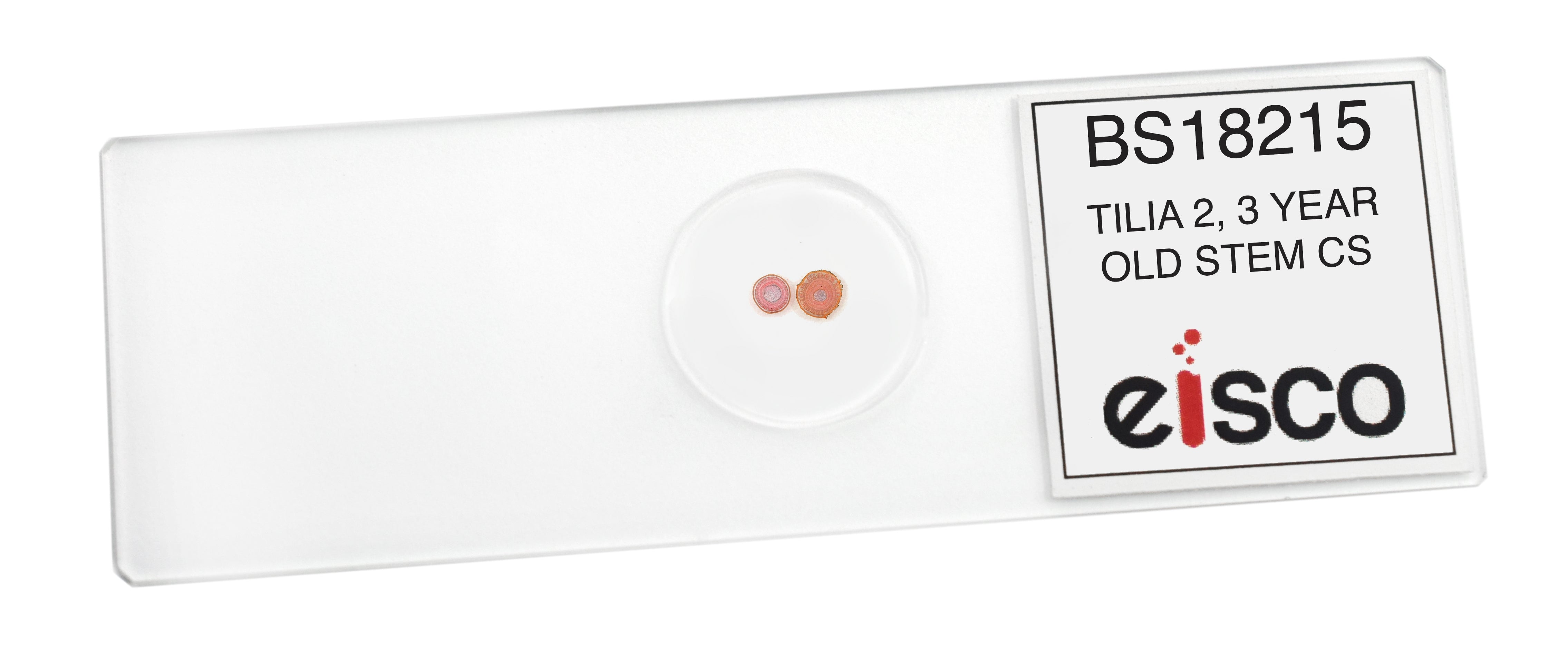 Tilia 2-3 Year Stem Cross-Section Prepared Microscope Slide