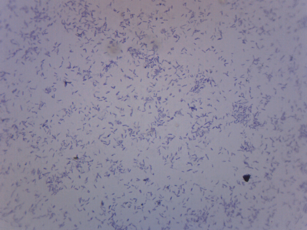 Clostridium Botulinum Gram Positive Prepared Microscope Slide