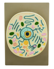 Typical Plant Cell Model on Plastic Base