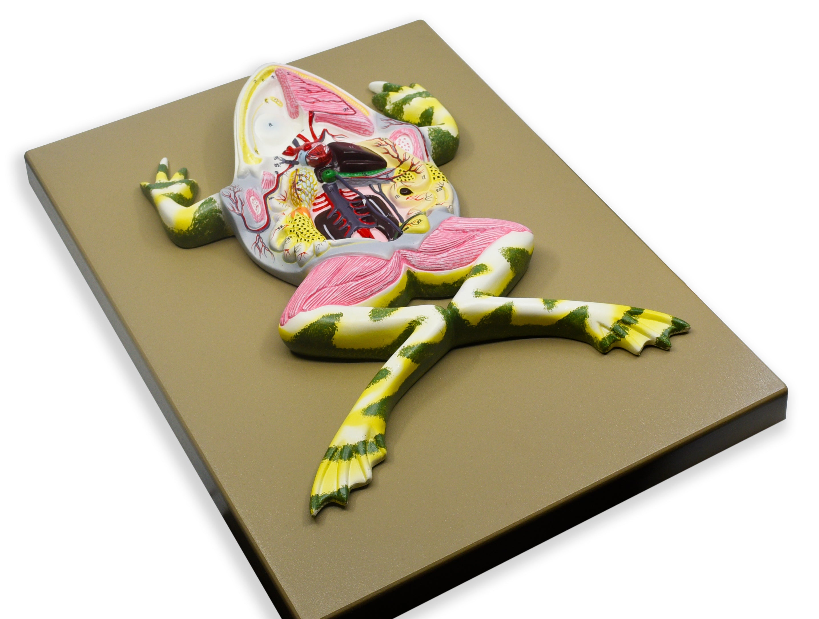 Frog Dissection Anatomical Model with Keycard, 17 inch