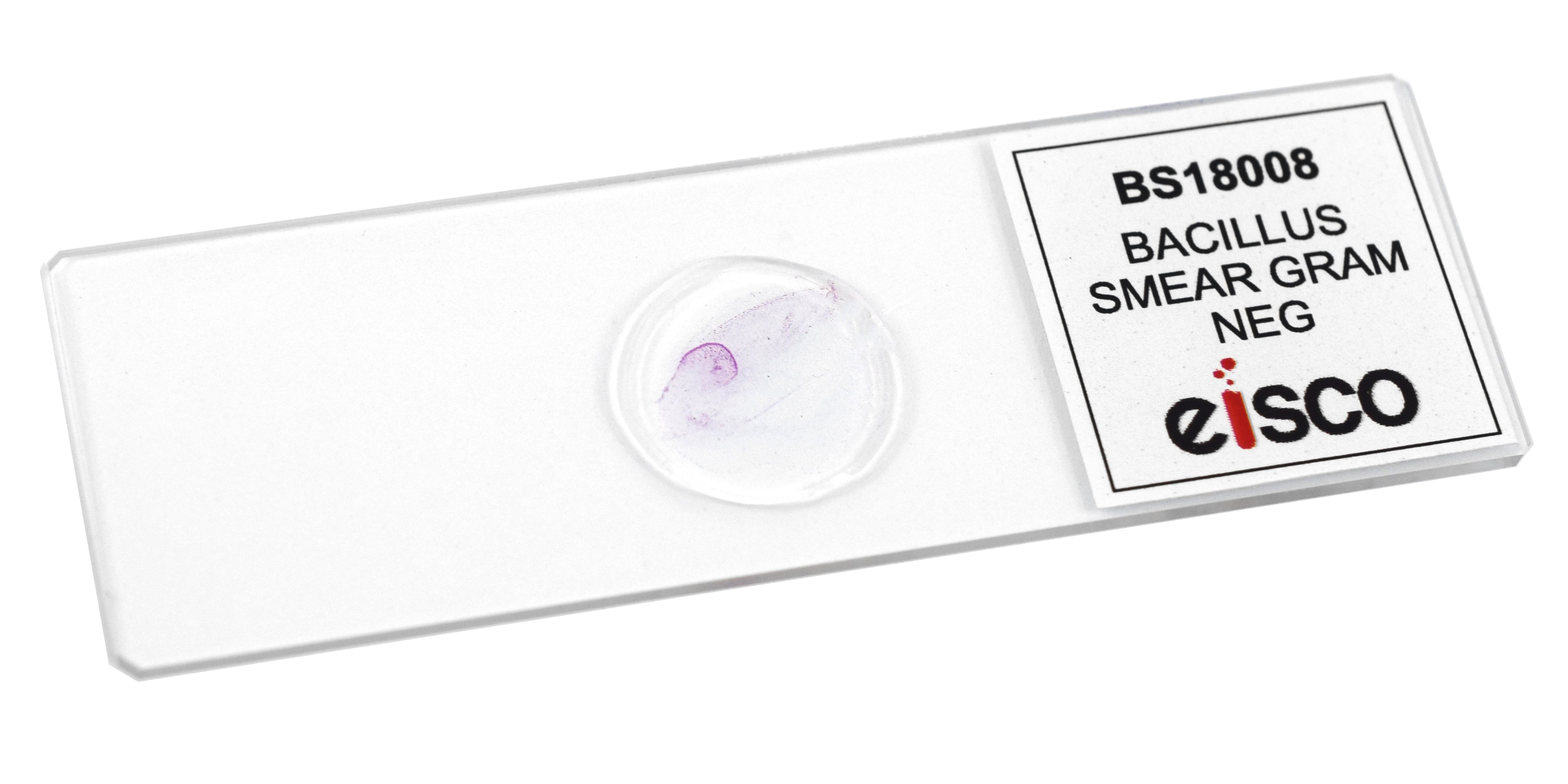 Bacillus Smear Gram Negative Prepared Microscope Slide