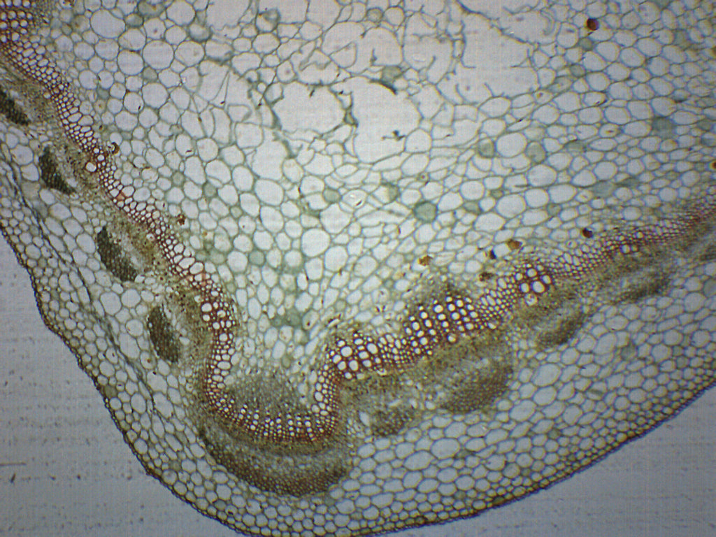Herbaceous and Woody Stems Cross-Section Prepared Microscope Slide
