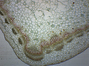 Herbaceous and Woody Stems Cross-Section Prepared Microscope Slide