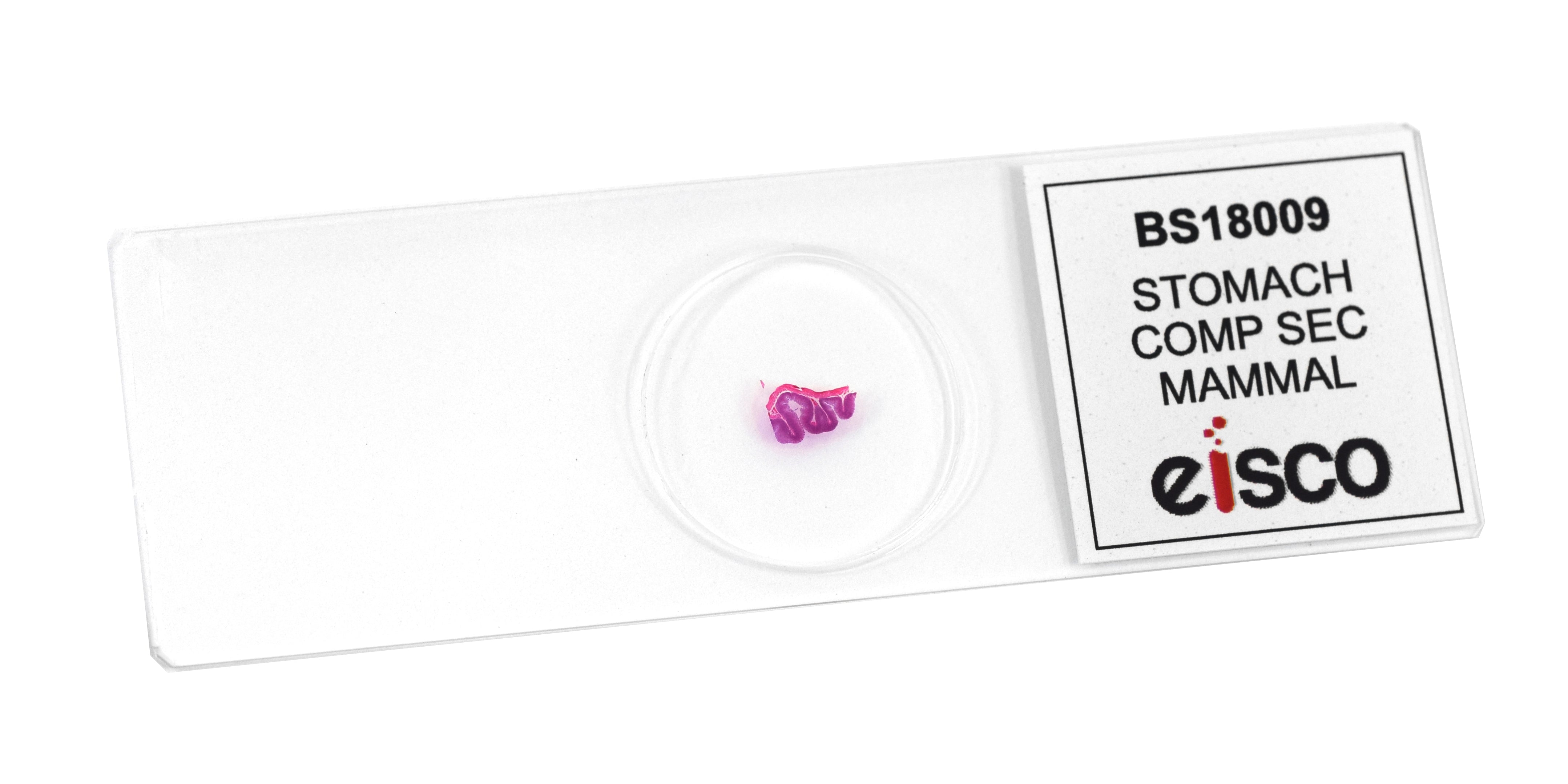 Stomach Composite Section Prepared Microscope Slide