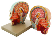 3-Part Human Head and Brain Model