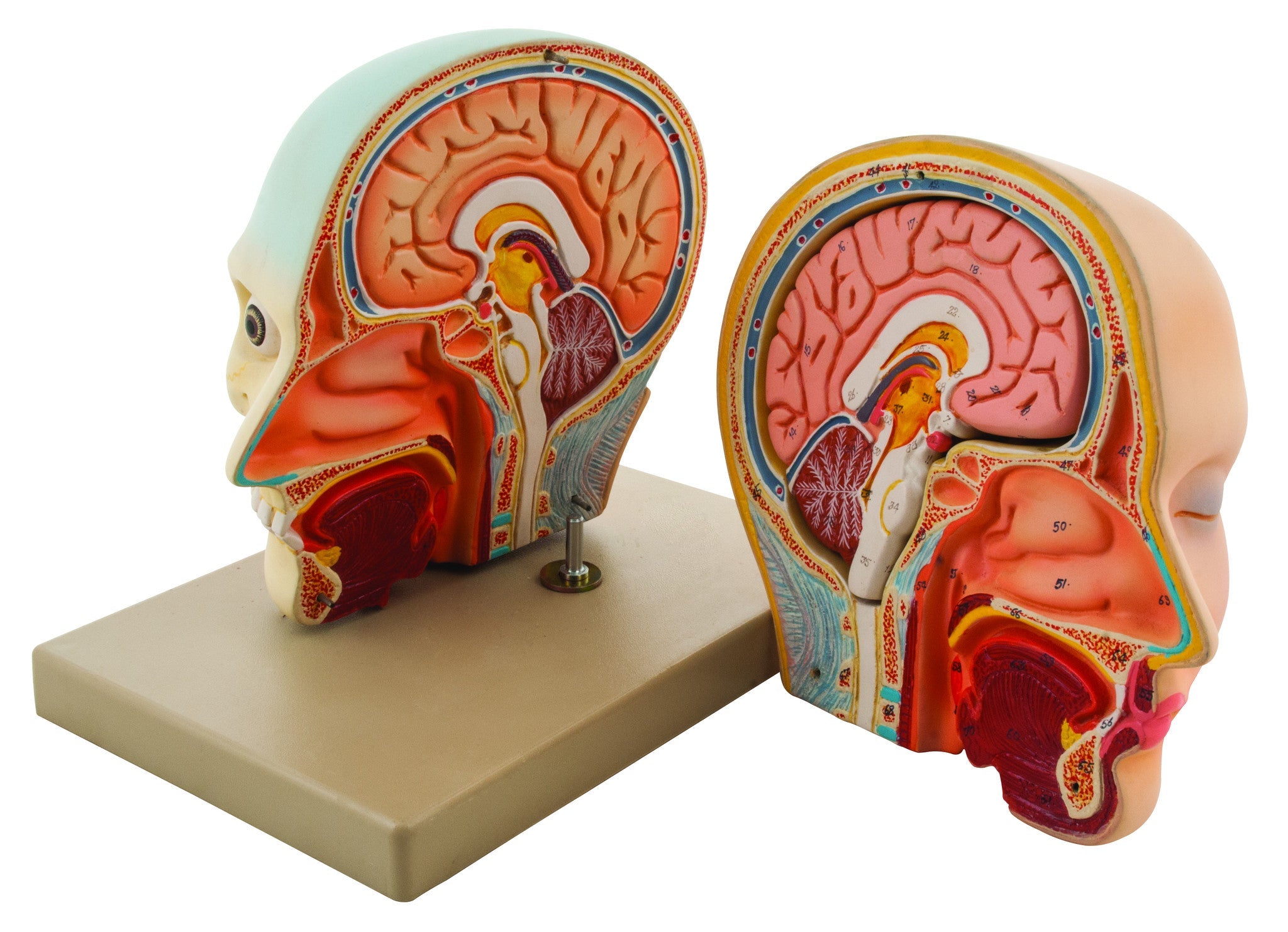 3-Part Human Head and Brain Model