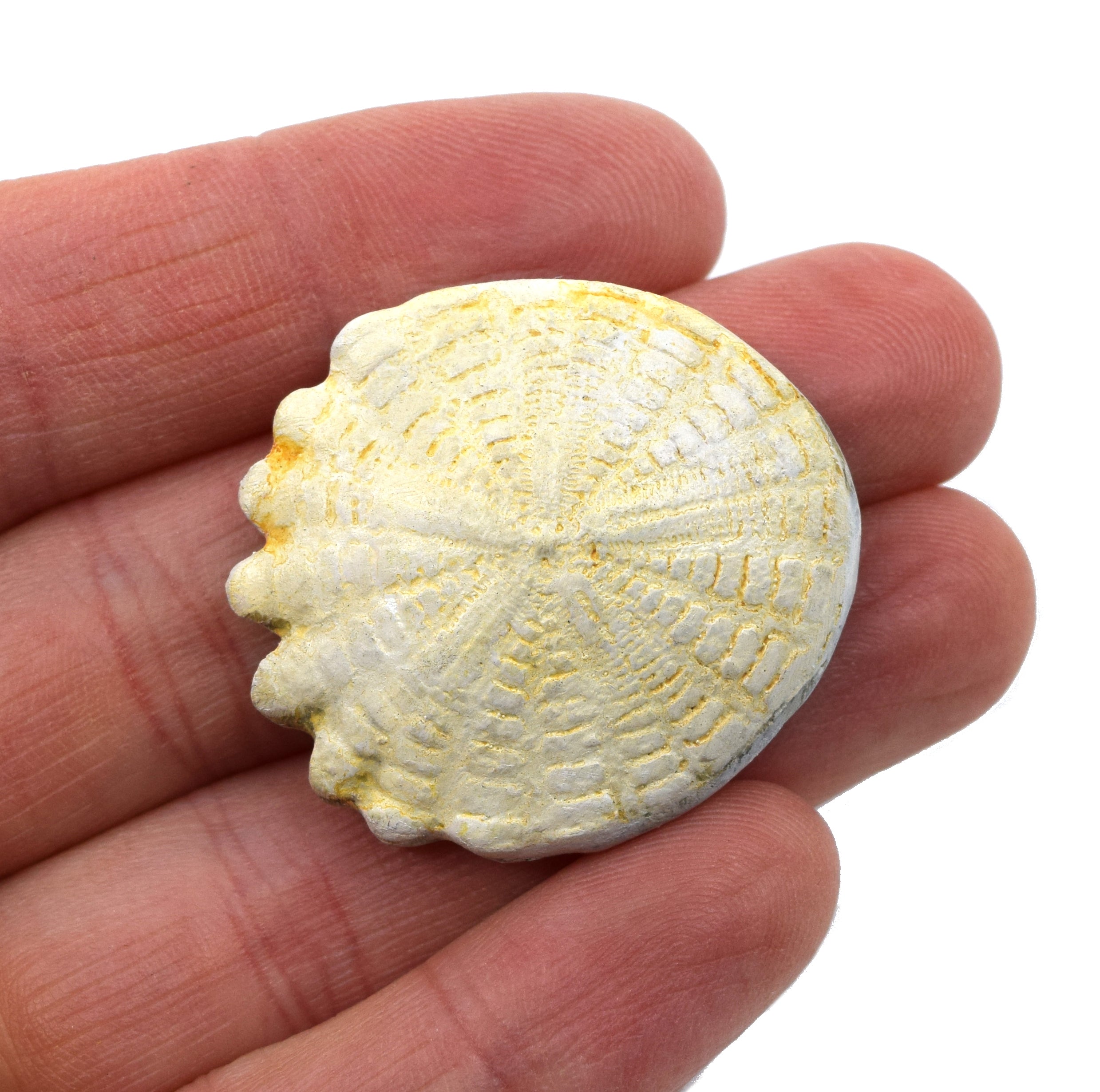 Mesozoic Hardouinia Echinoderm Fossil Replica, 4cm