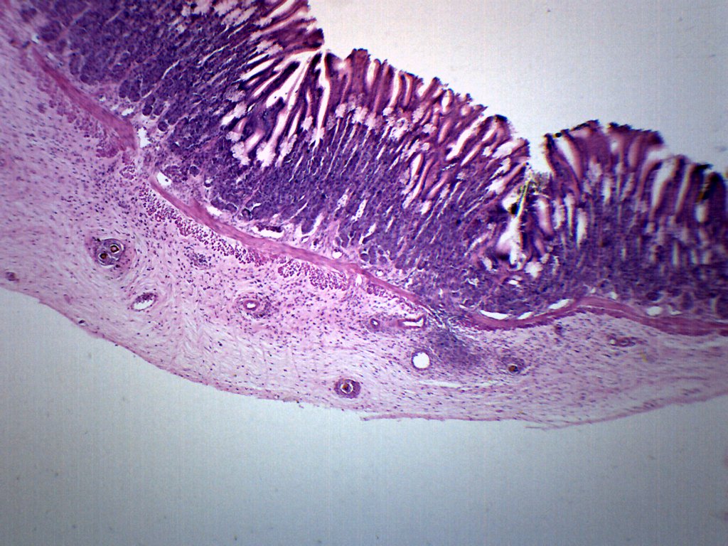 Frog Stomach Section with HE Stain Prepared Microscope Slide