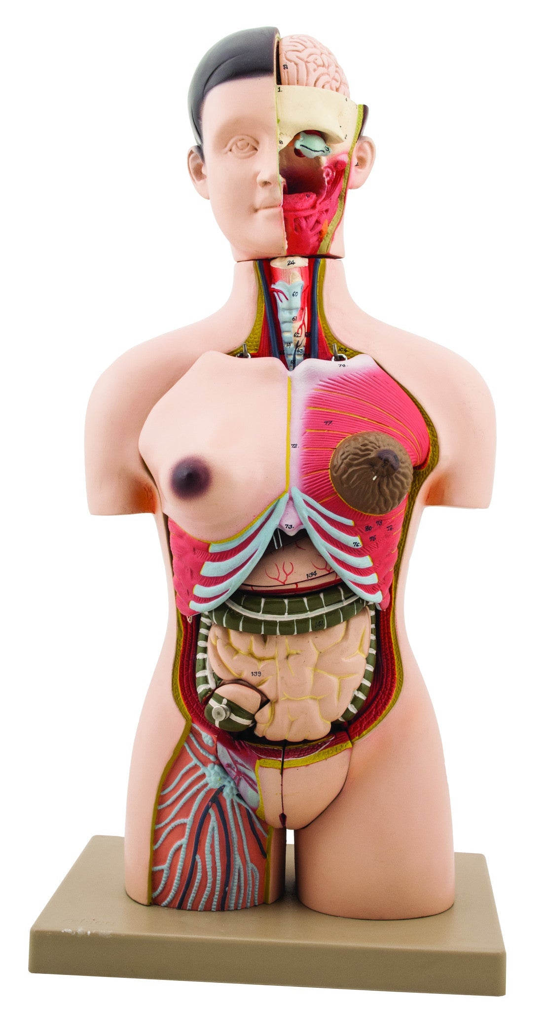 Half-Size Human Torso Model, 28-Part