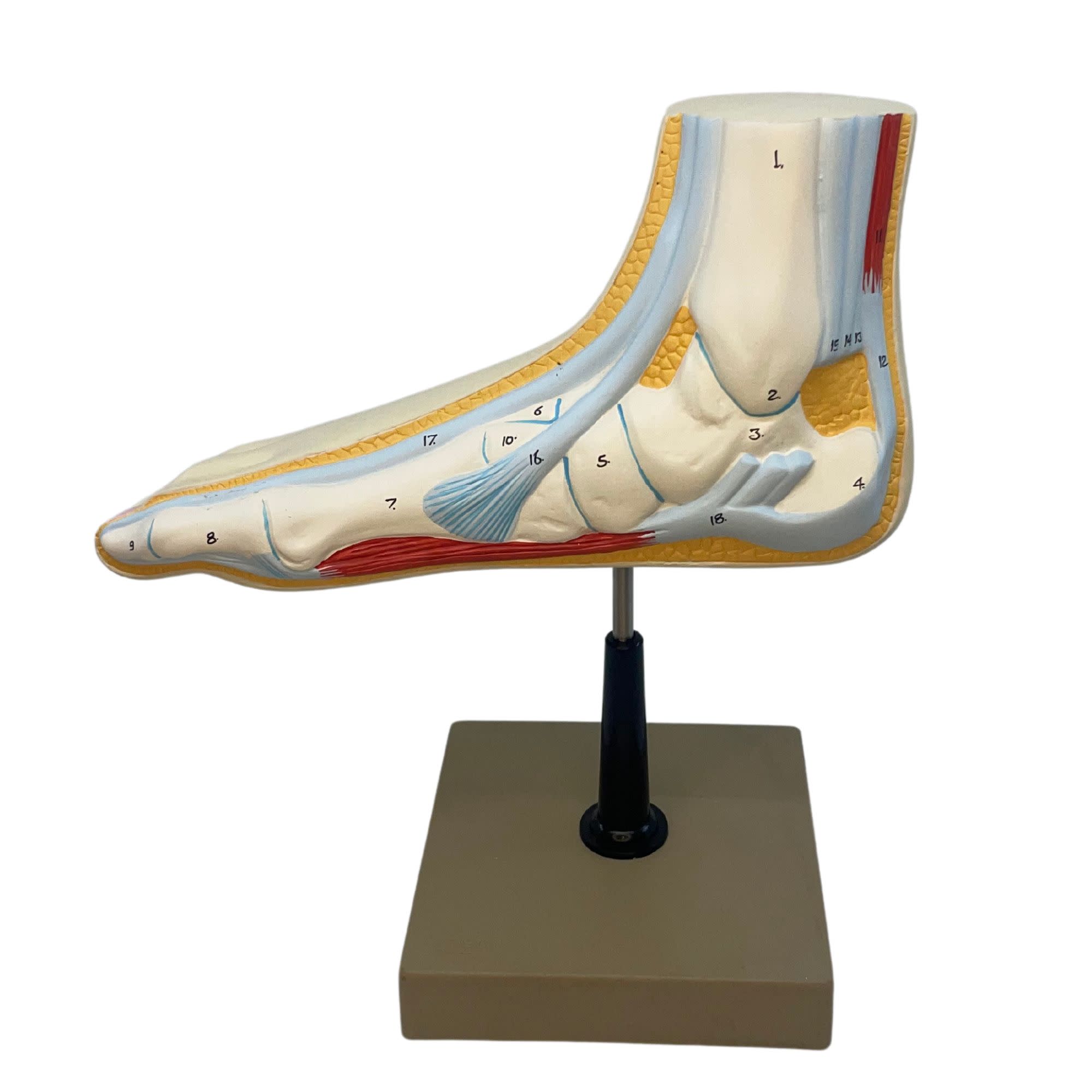 Human Foot Bow Model with 3 Feet, 18 Features