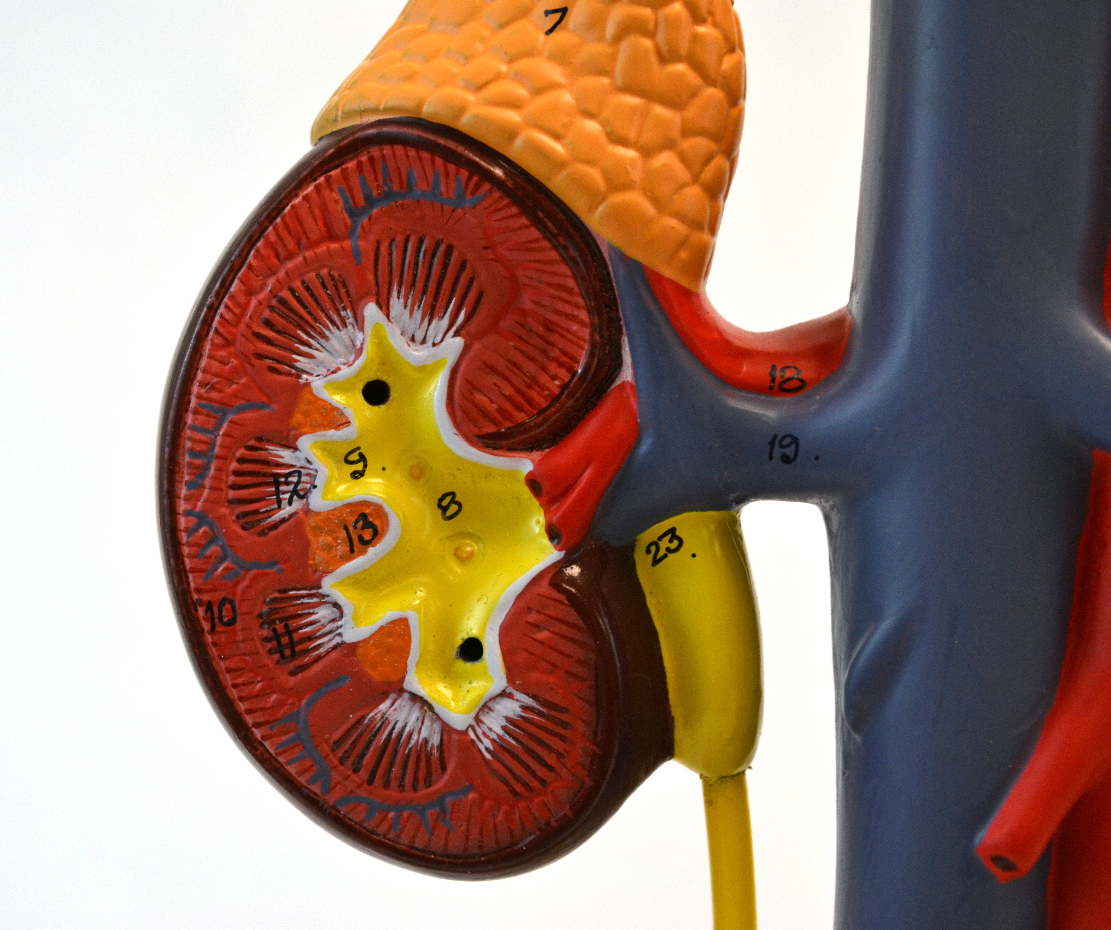 Male Urinary System Model, Life Size, 15" Tall, Free Standing