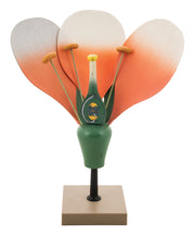 10X Flower Cross-Section Model, Hand-Painted