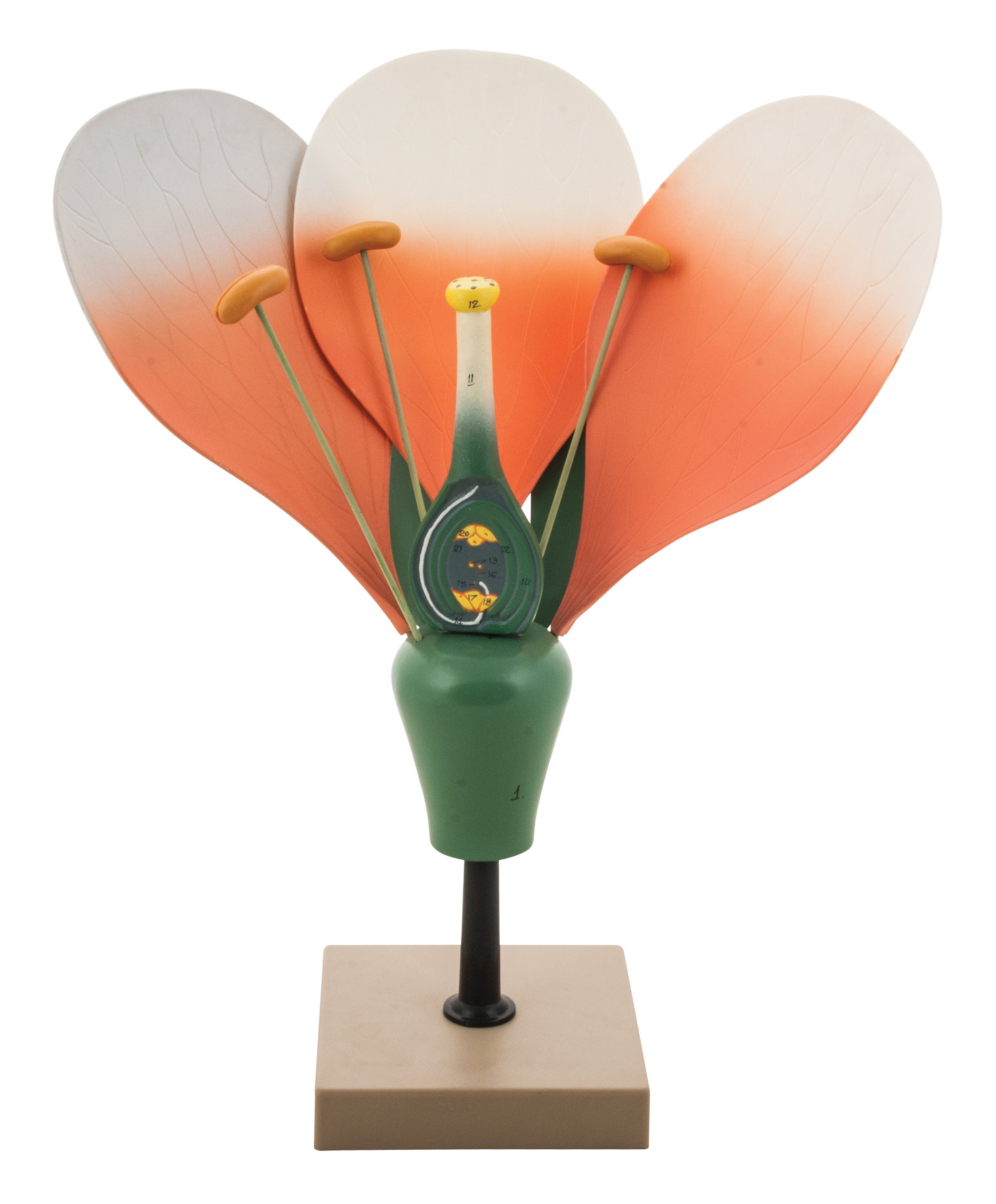 10X Flower Cross-Section Model, Hand-Painted