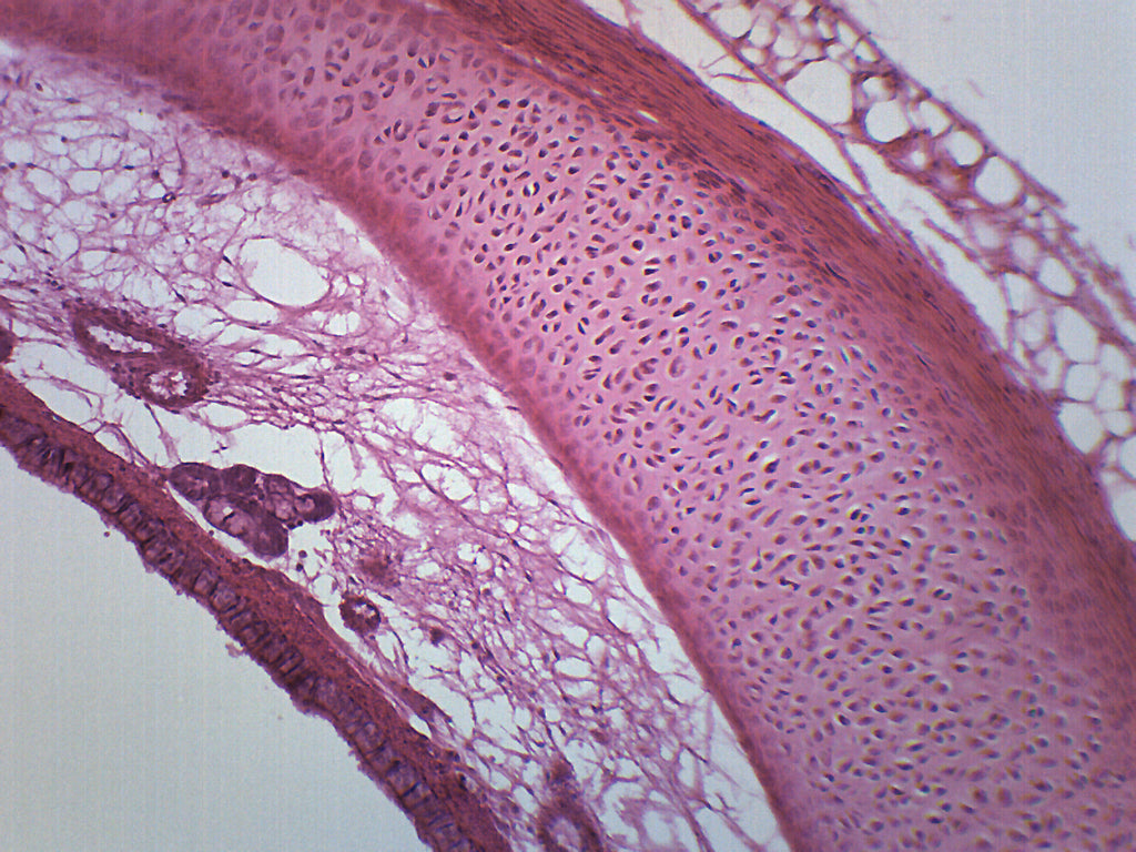 Trachea Longitudinal Section Prepared Microscope Slide