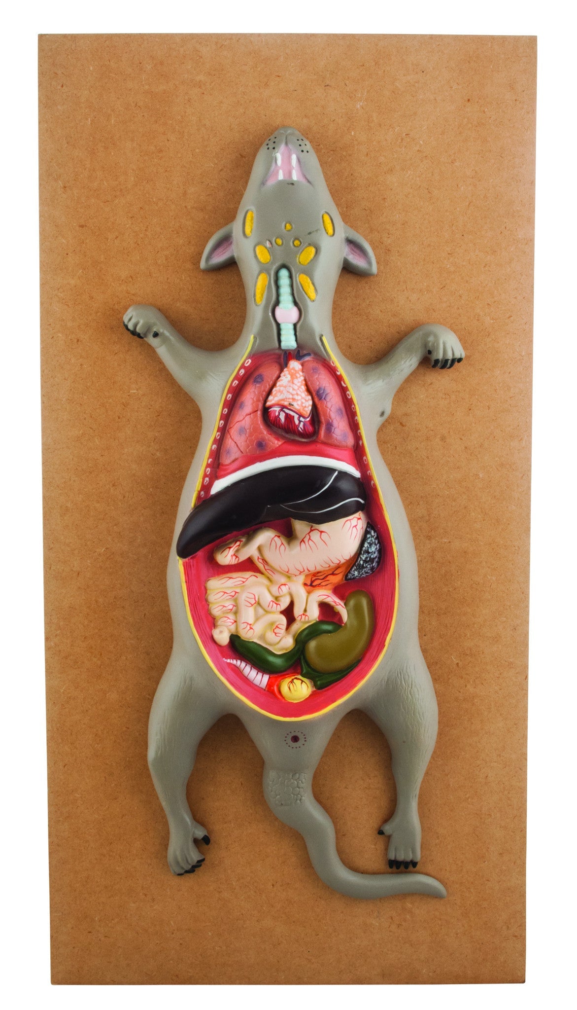 Male Rat or Mouse Dissection Anatomical Model on 24 x 12 inch Base
