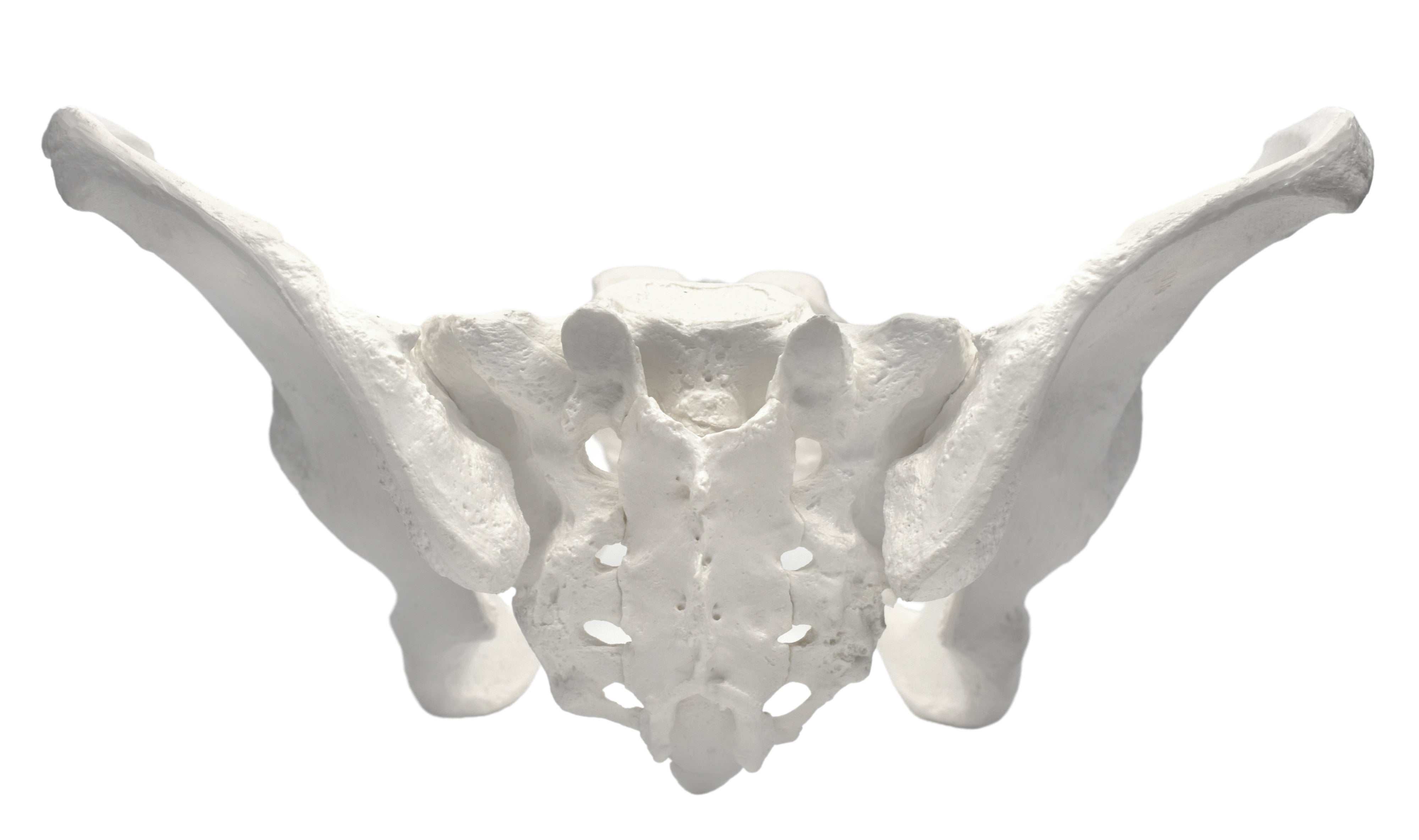Life-Size Female Pelvic Skeleton Anatomical Model, 10 x 10 x 6 inch