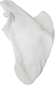 Left Scapula Bone Model