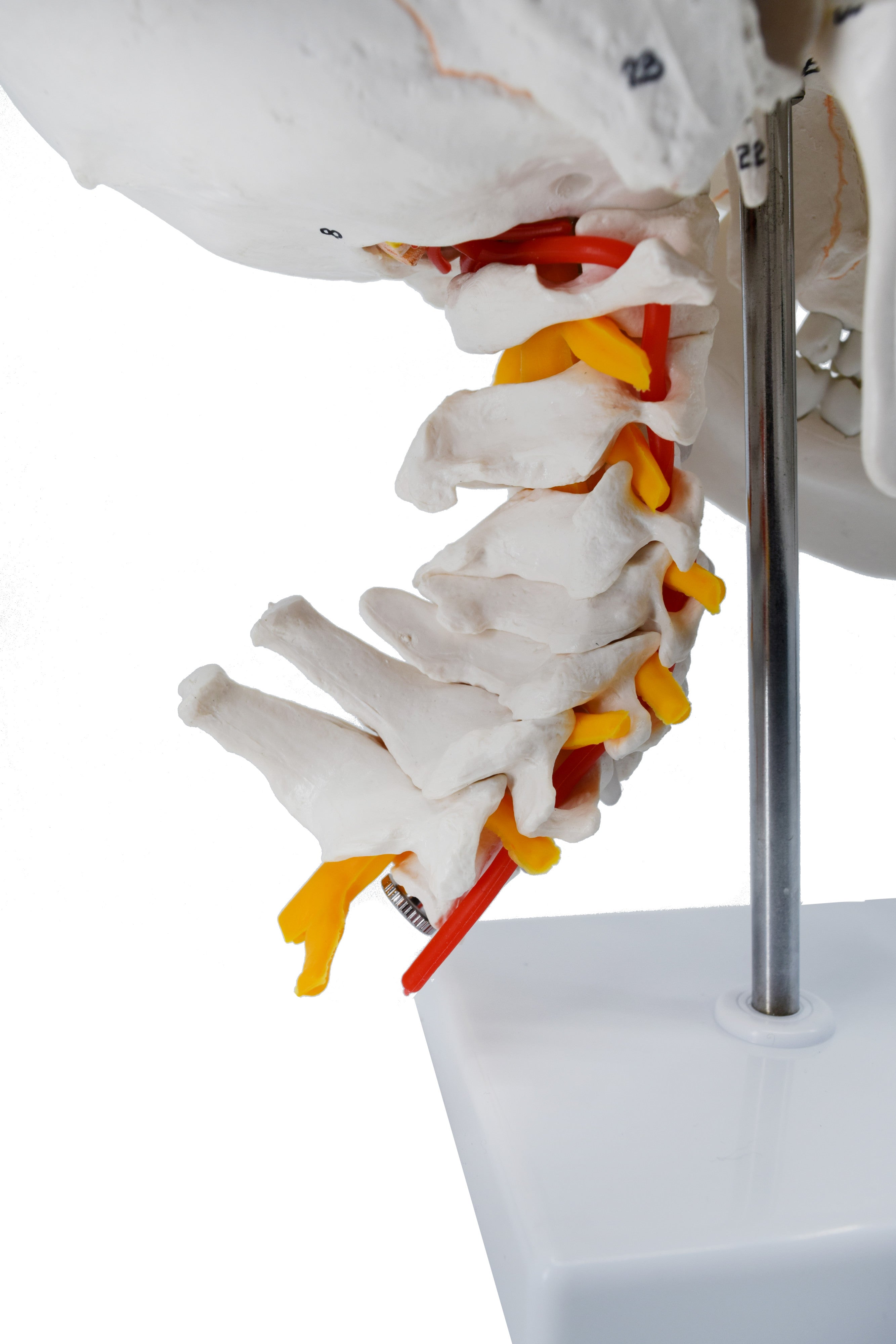 Numbered Human Skull Model with 3D Brain and Cervical Vertebrae
