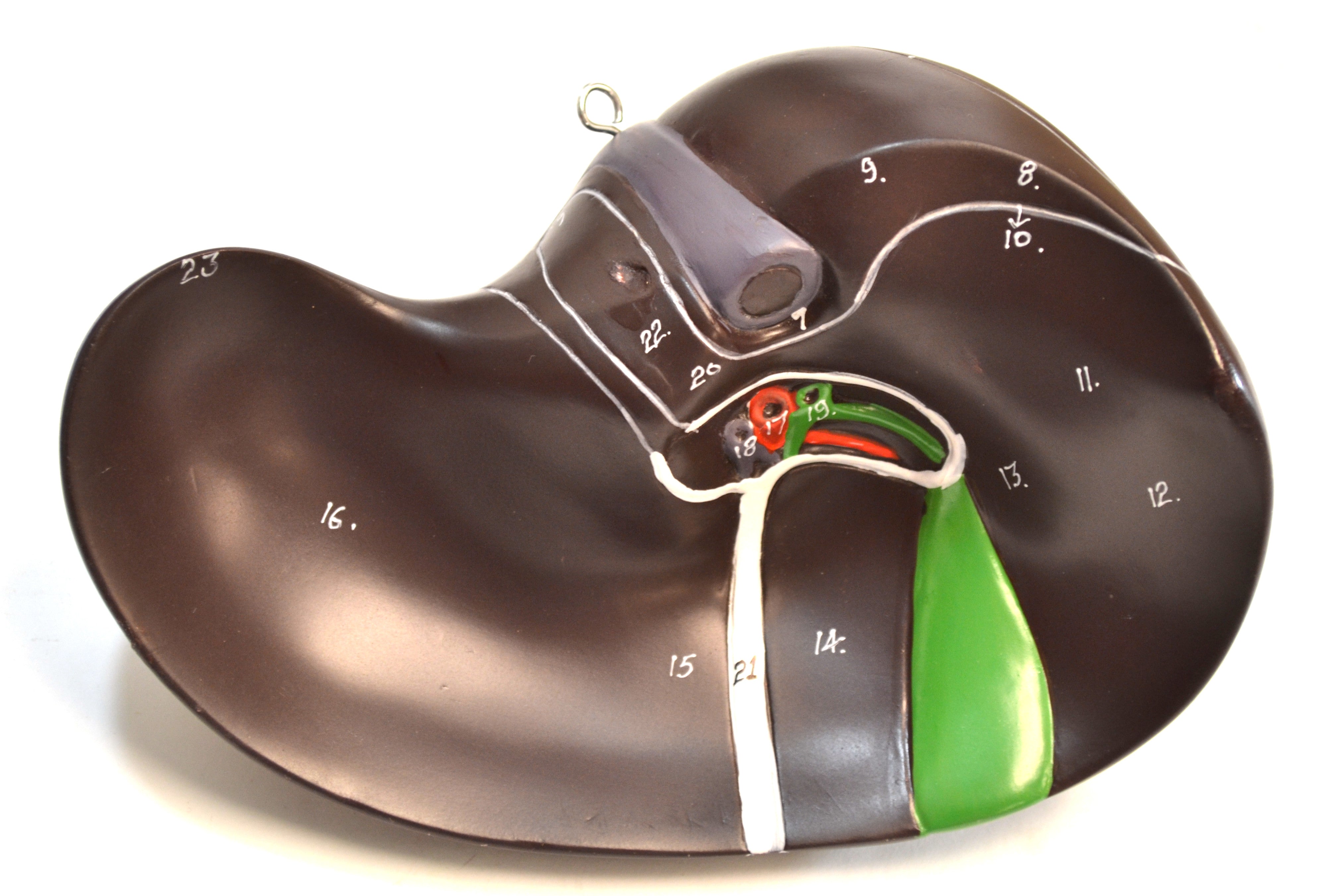 Human Torso Model without Head, 7-Part