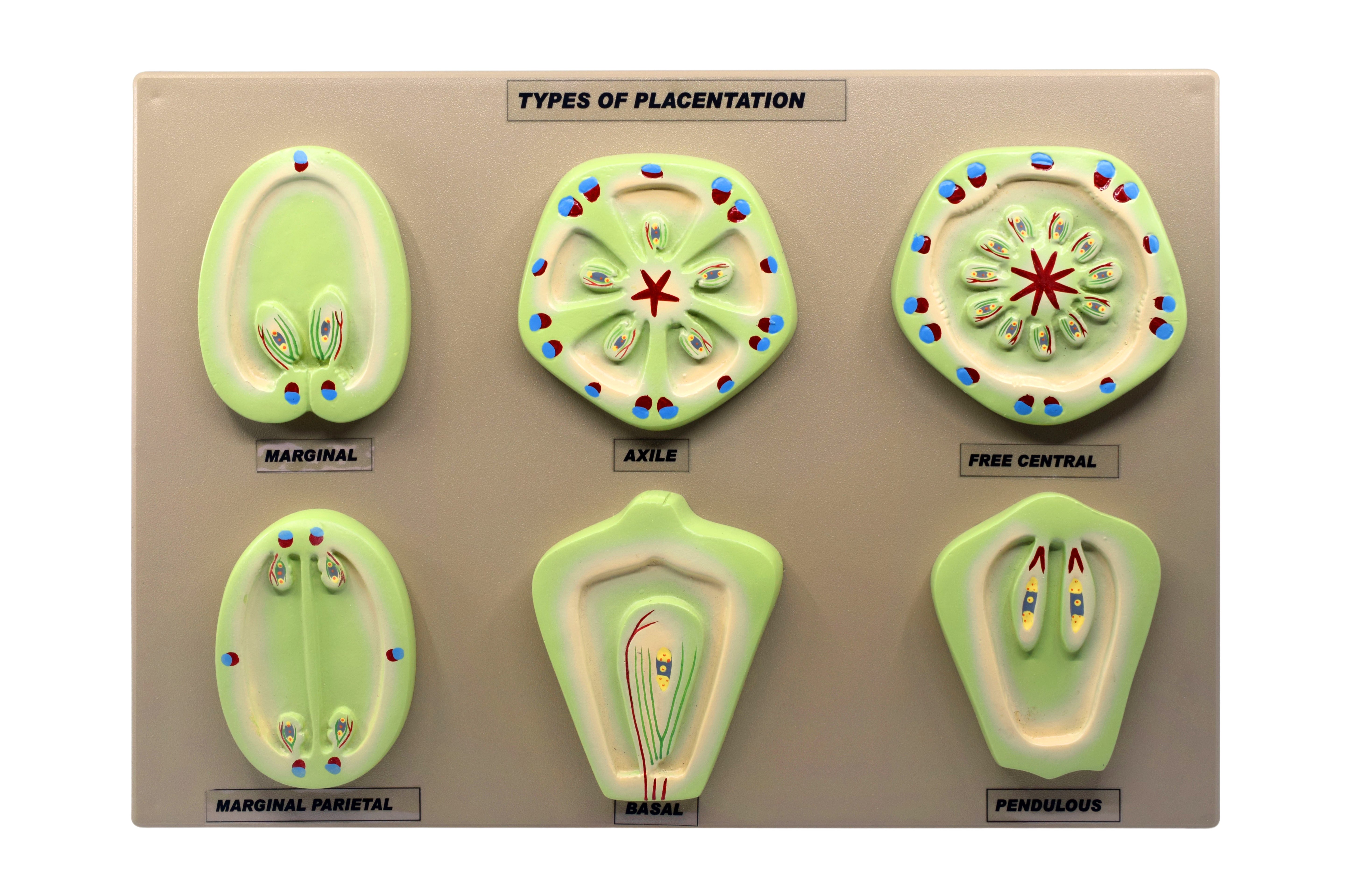 6-Model Placentation Types in Flowering Plants, 16 x 12" Base