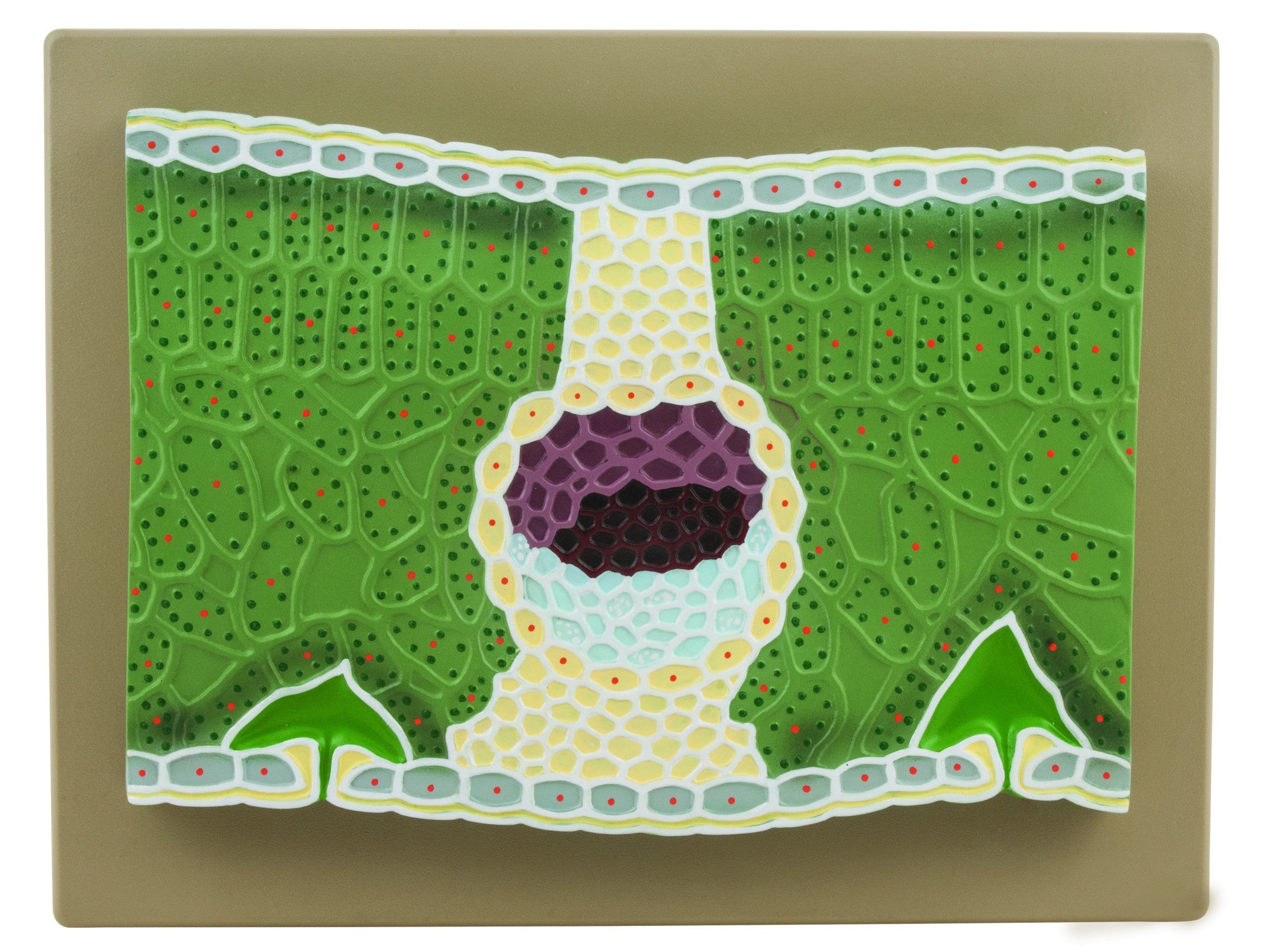 Numbered Dicot Leaf Model on Base, 11"