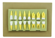16-Piece Human Teeth Anatomical Model Set, 2X Life Size