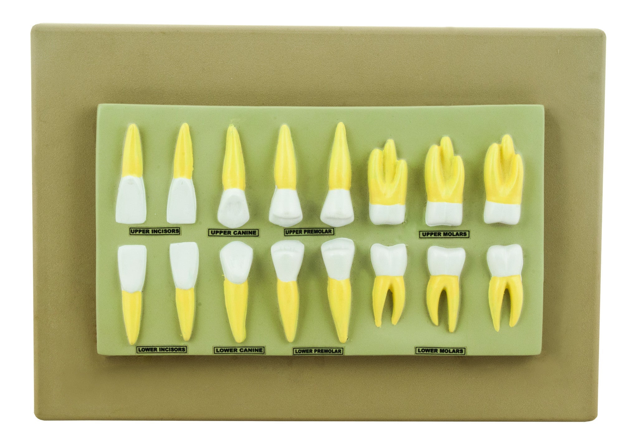 16-Piece Human Teeth Anatomical Model Set, 2X Life Size