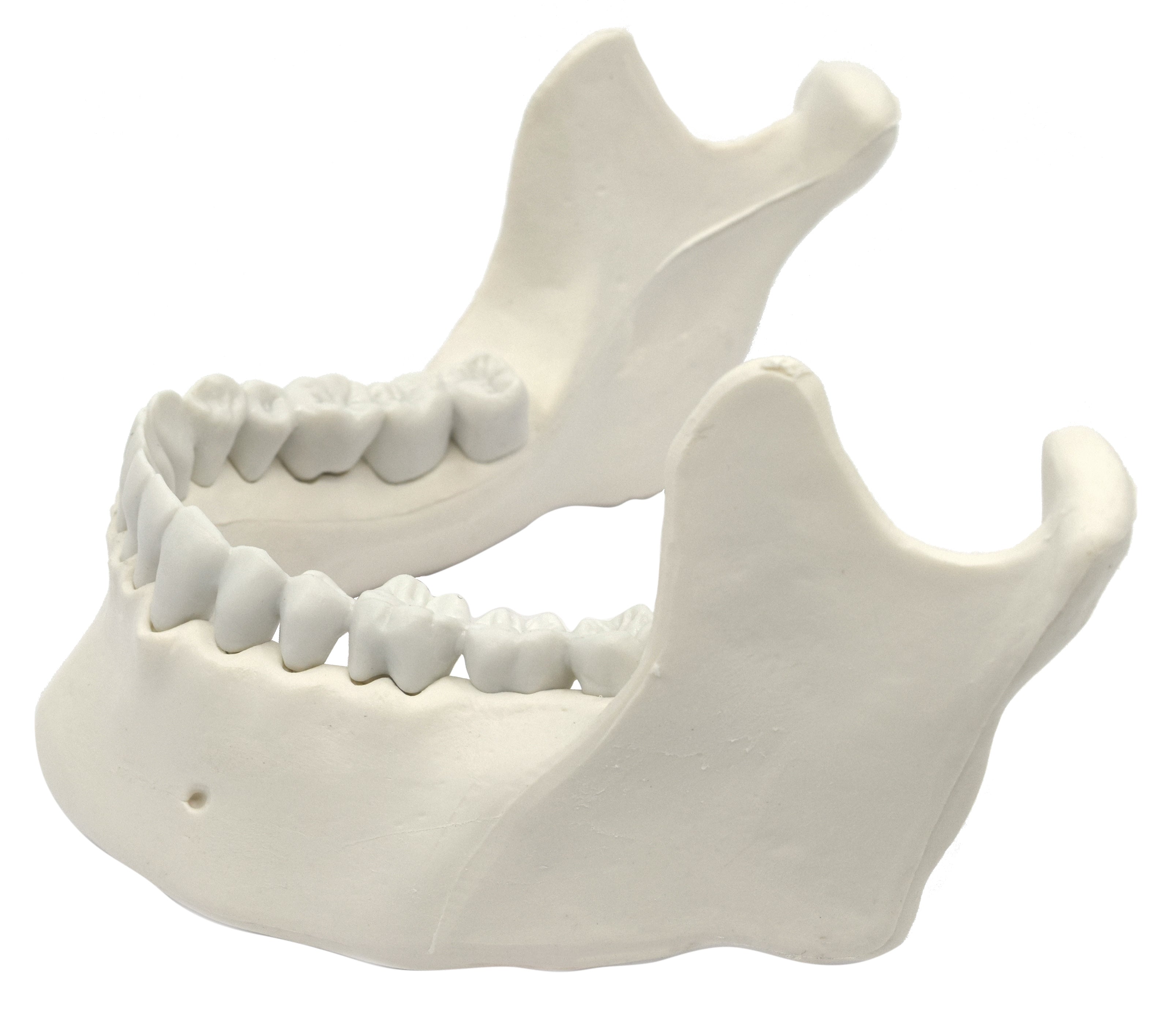 Mandible and Lower Jaw Model with 16 Teeth, Natural Size