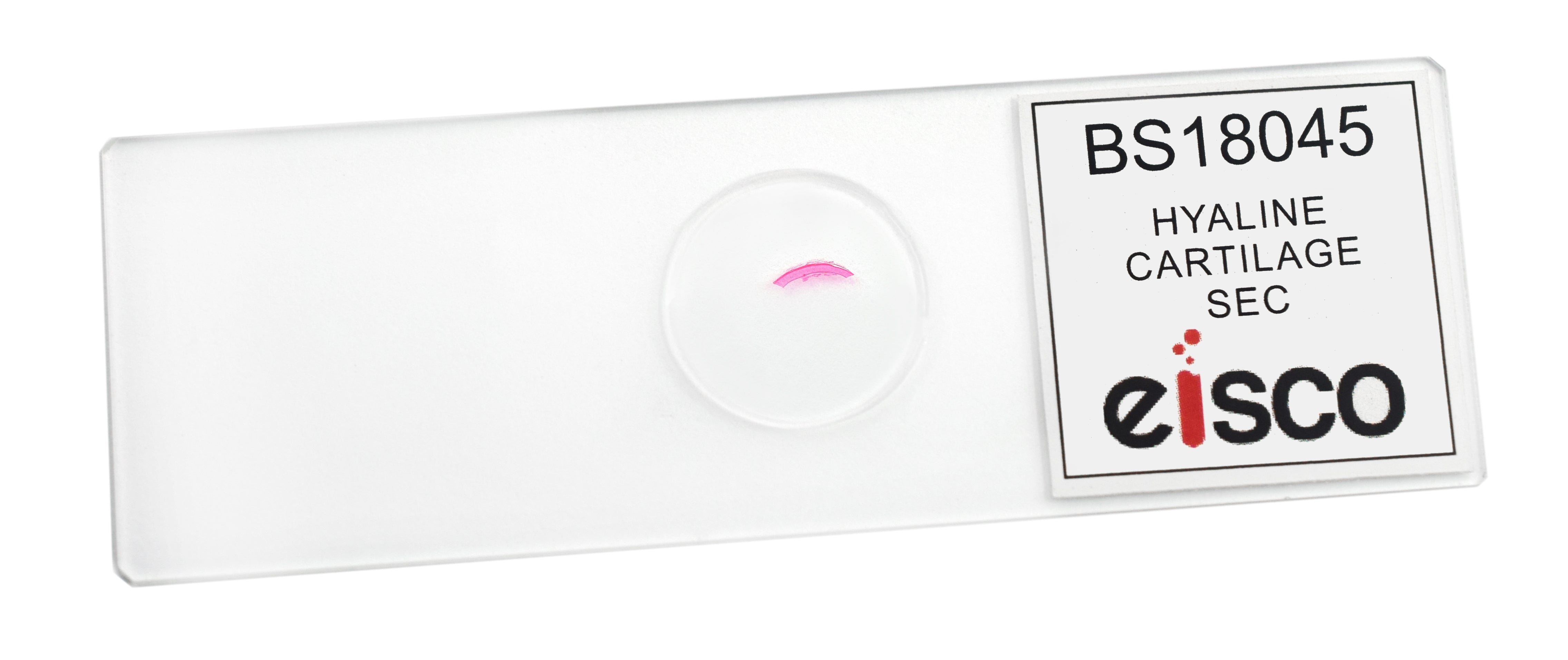 Hyaline Cartilage Tissue Section Prepared Microscope Slide