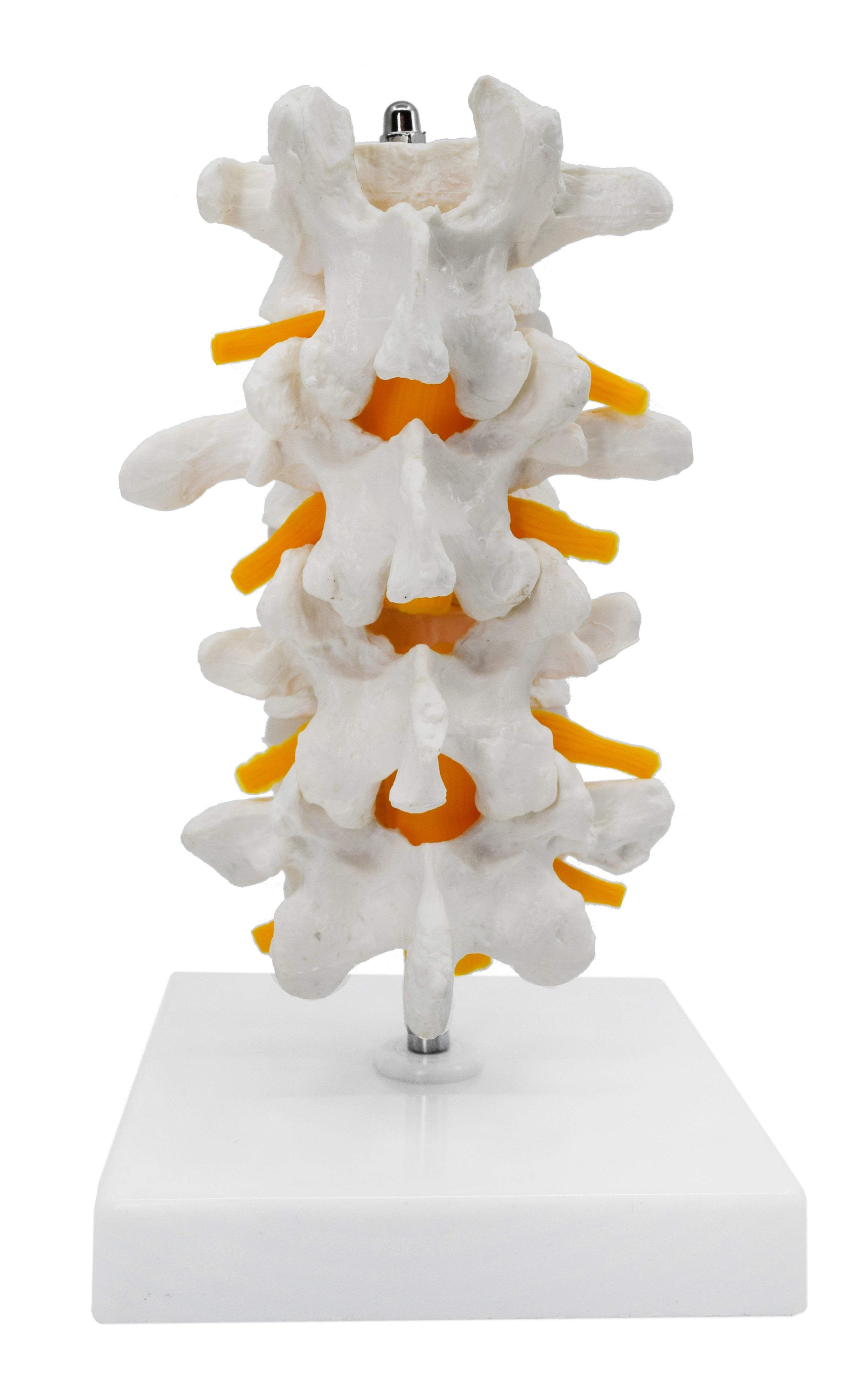 4 Lumbar Vertebrae Model with Nerve Branches, 7.25"