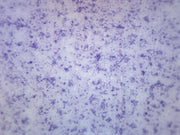 Bacillus Culture Gram Positive and Negative Prepared Microscope Slide
