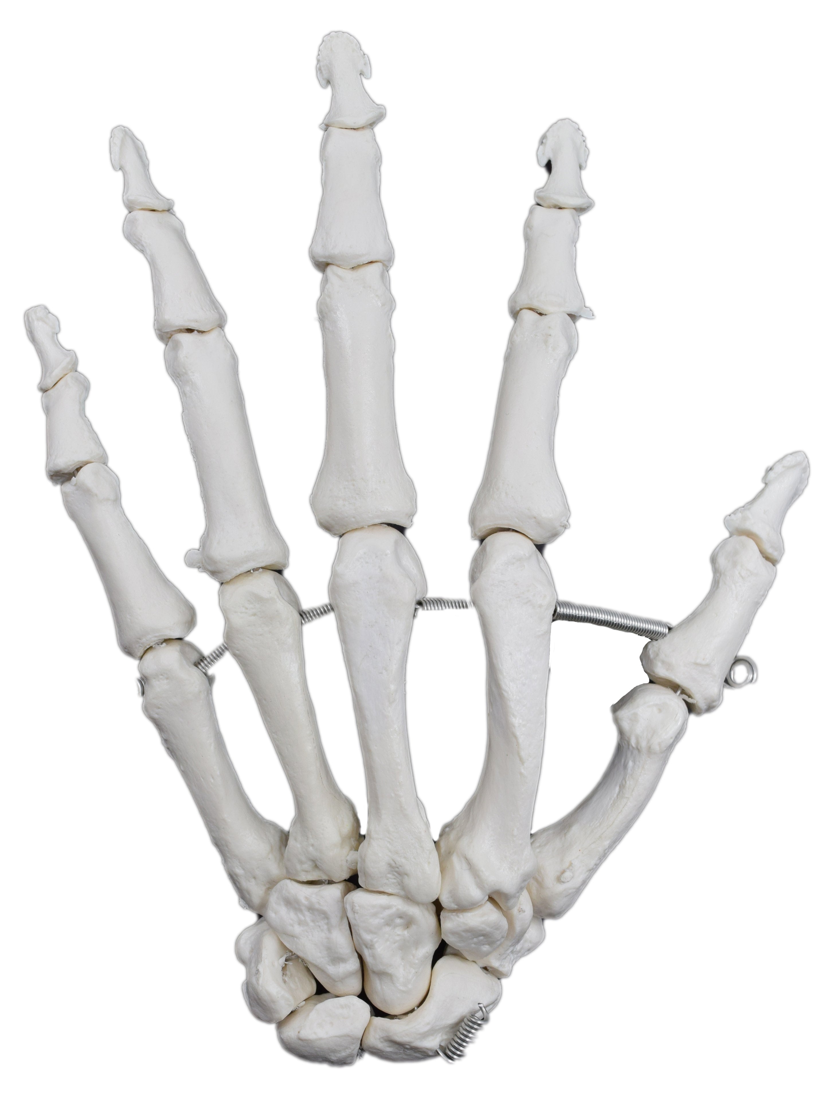 Articulated Human Hand Bone Anatomical Model, Left