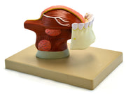 Human Teeth and Tongue Anatomical Model, 2X Life Size