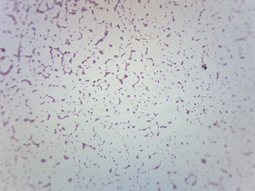Salmonella Typhi Gram Negative Prepared Microscope Slide