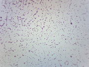 Salmonella Typhi Gram Negative Prepared Microscope Slide
