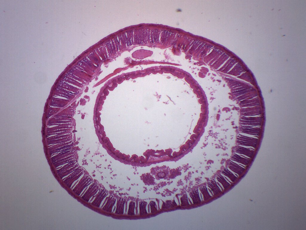 Earthworm Composite Cross-Section Prepared Microscope Slide