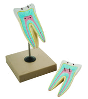 2-Part Human Tooth Model