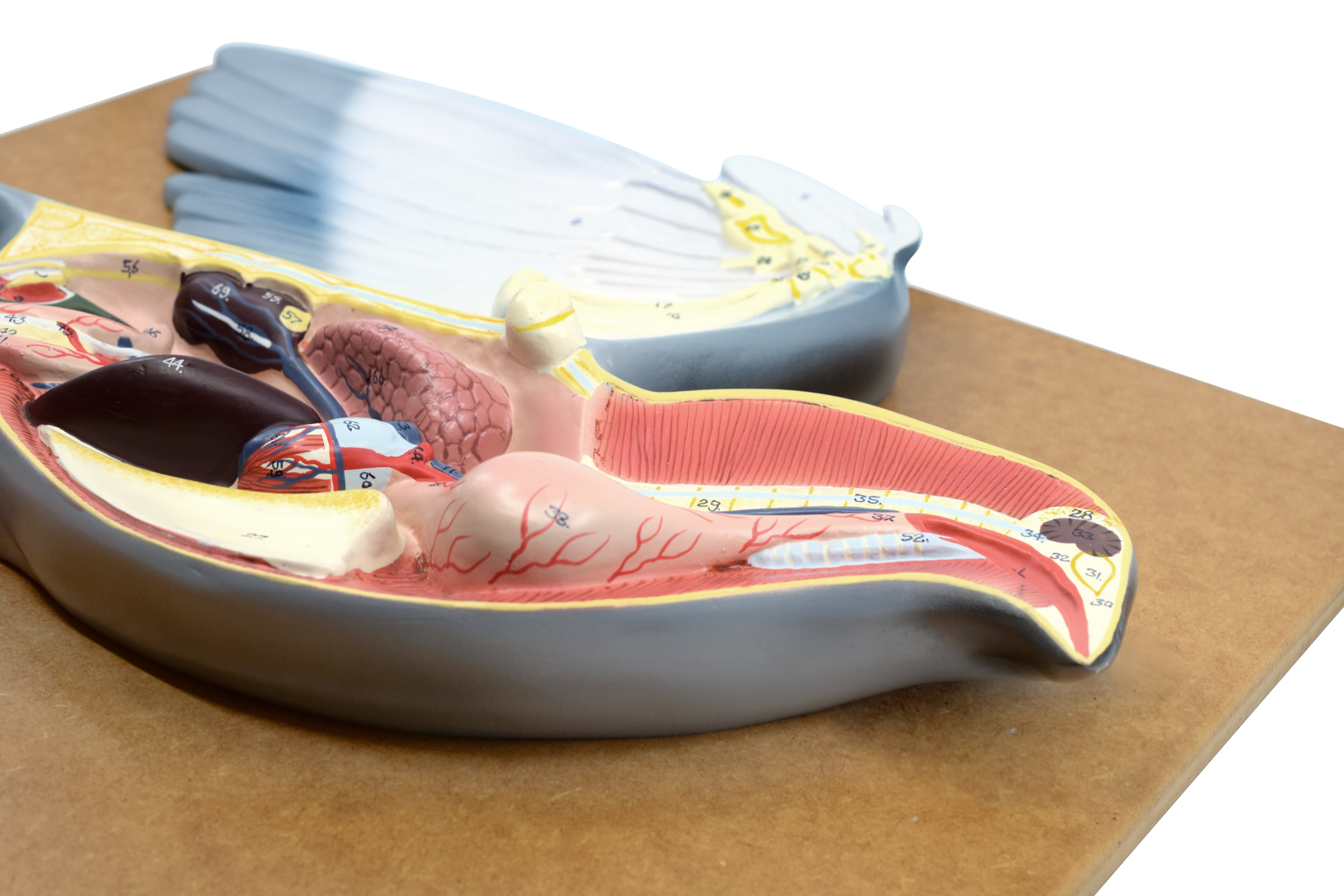 Hand-Painted Pigeon Dissection Anatomical Model on Base, 18 inch