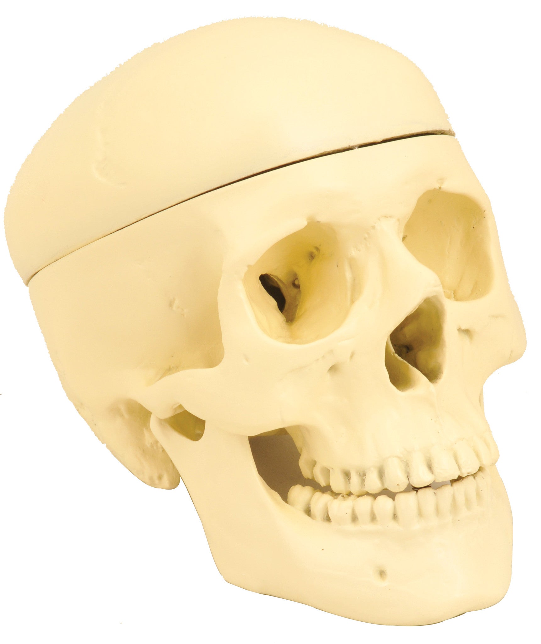 3-Part Human Skull Model