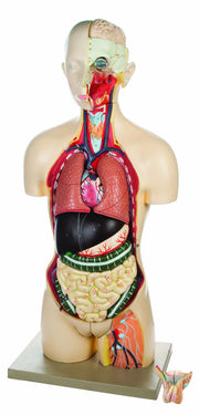 Human Torso Model without Open Back, 21-Part