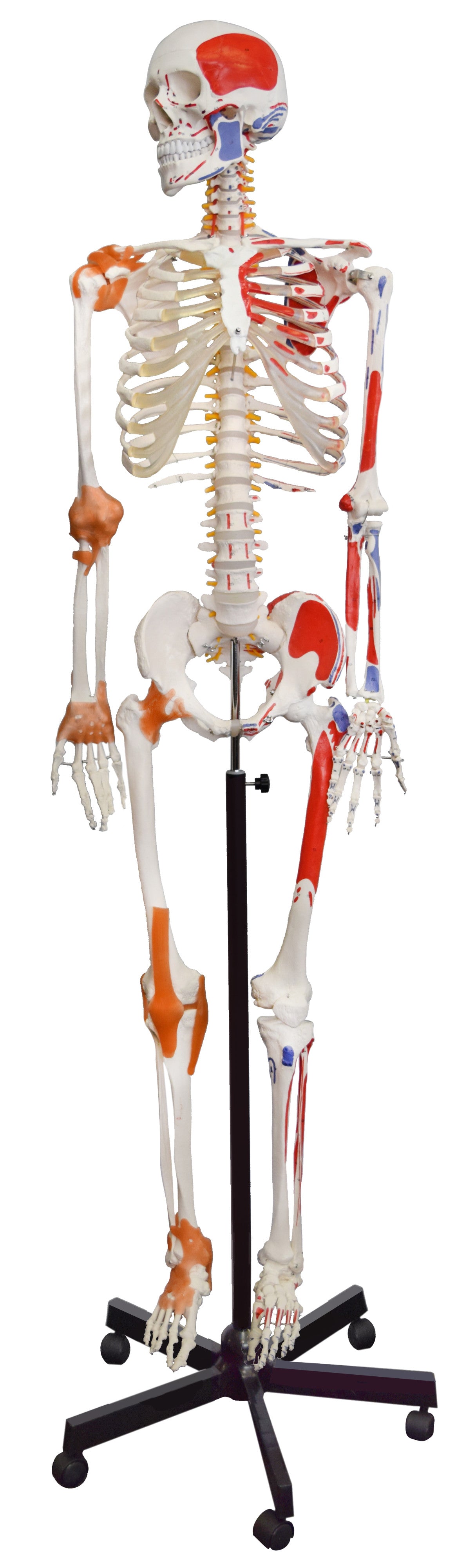 Life-Size Muscular Human Skeleton with Painted Muscle Origins and Insertions, Rolling Base
