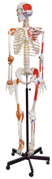 Life-Size Muscular Human Skeleton with Painted Muscle Origins and Insertions, Rolling Base