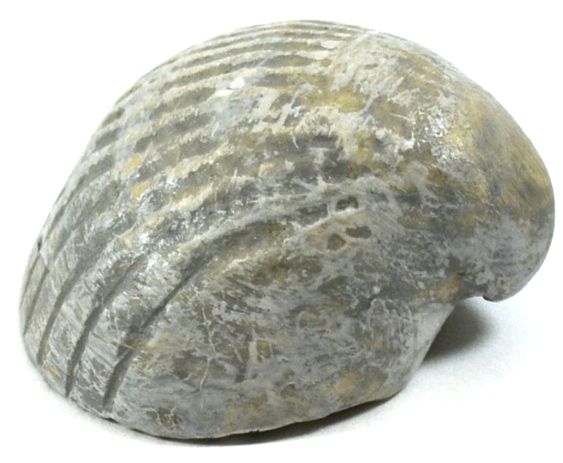 Paleozoic Bivalve Fossil Replica, 3cm