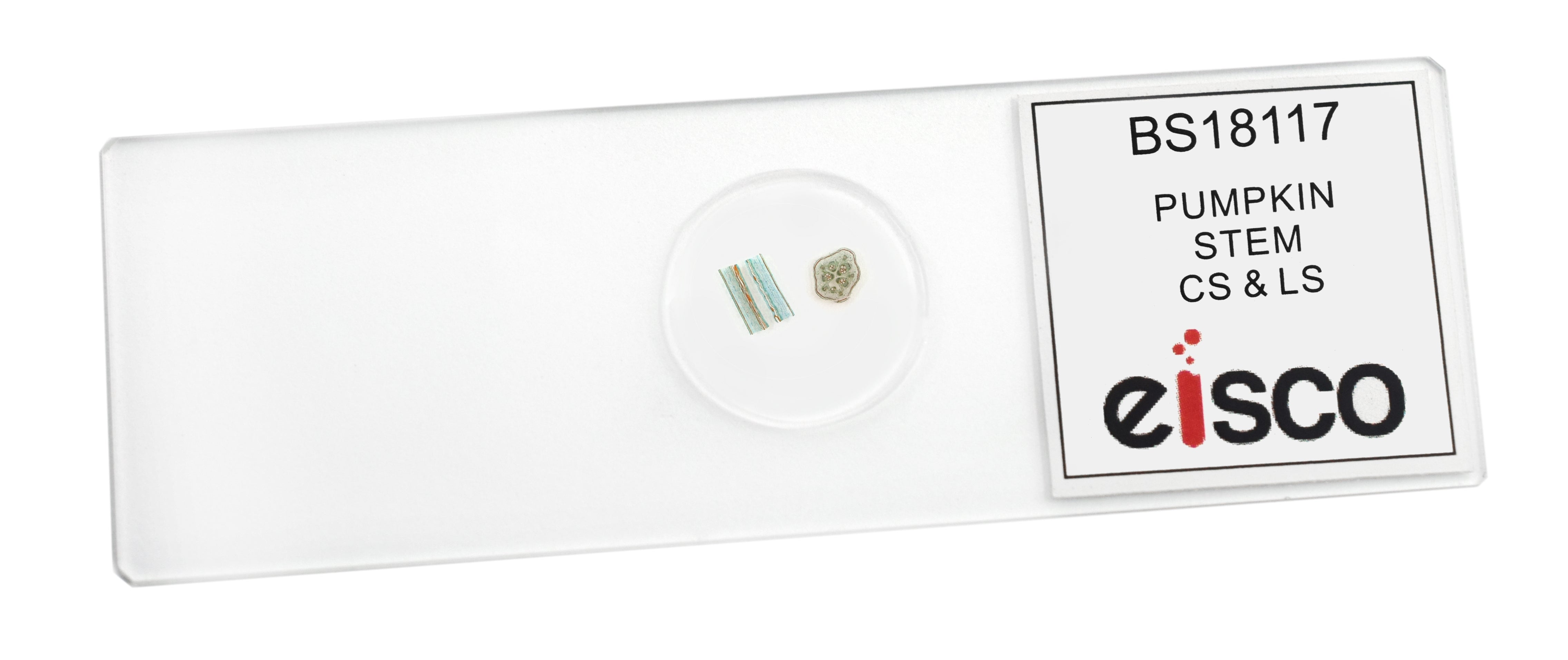 Pumpkin Stem Prepared Microscope Slide