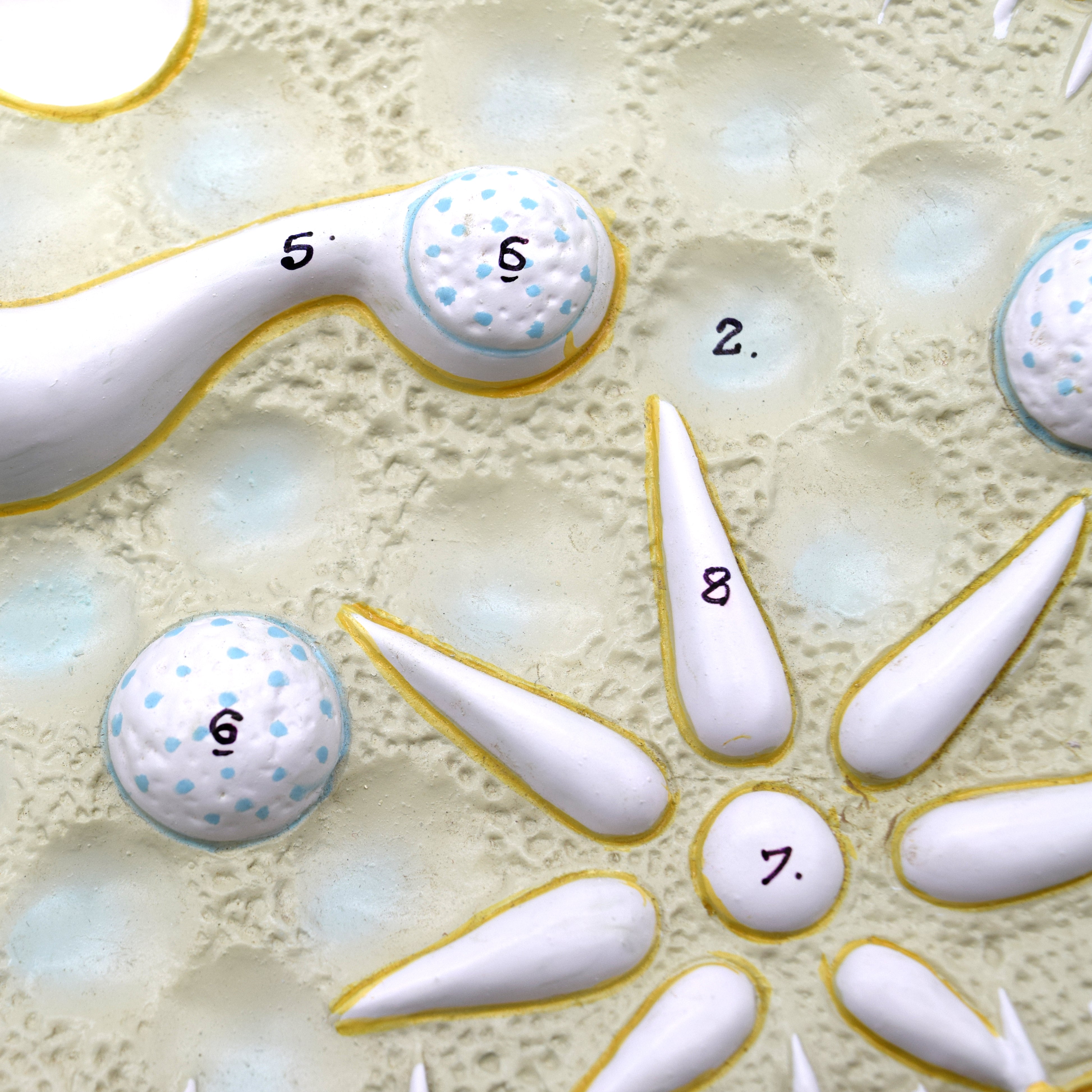 3D Paramecium Sectional Anatomical Model on Base, 15 x 9.5 inch